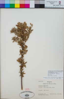 Gochnatia foliolosa image