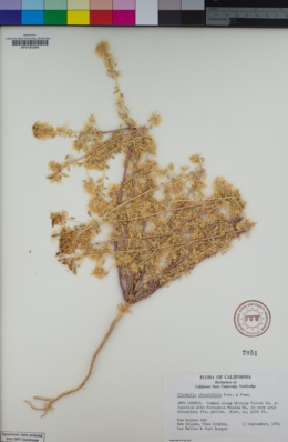 Image of Cleomella obtusifolia