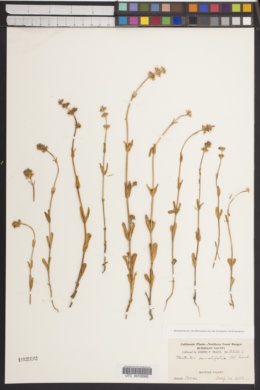 Plectritis samolifolia image