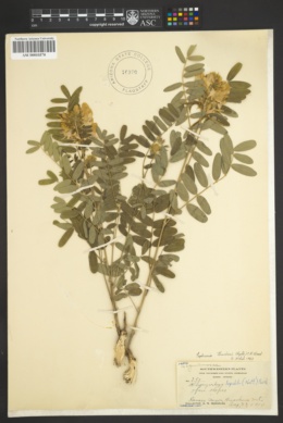 Tephrosia thurberi image