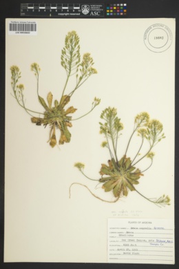 Draba asprella var. asprella image