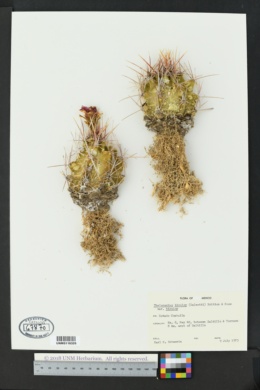 Thelocactus bicolor image