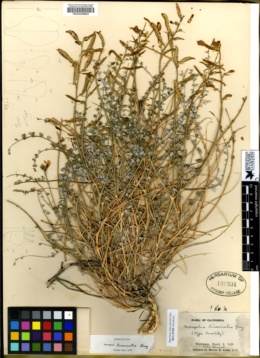 Astragalus tricarinatus image