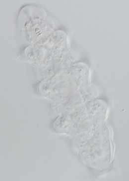 Minibiotus intermedius image