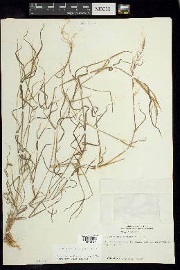 Muhlenbergia quitensis image