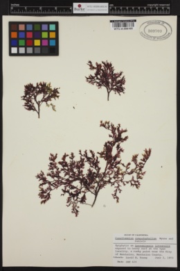 Cumathamnion sympodophyllum image