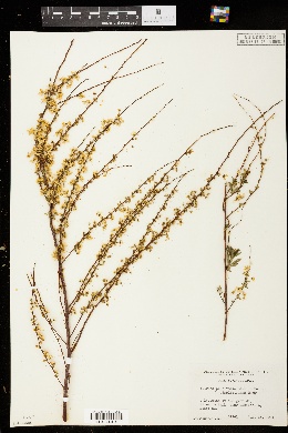 Spiraea prunifolia var. simpliciflora image