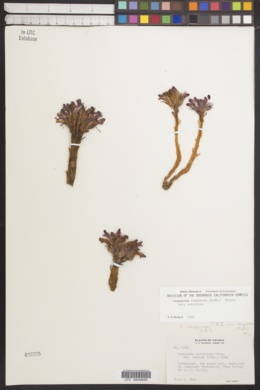 Orobanche corymbosa subsp. corymbosa image