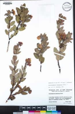 Arctostaphylos obispoensis image