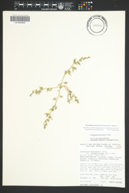Image of Chenopodium nitens
