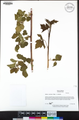 Rubus ursinus image