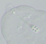Minibiotus subintermedius image