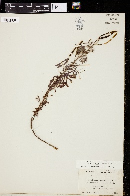 Image of Desmanthus velutina
