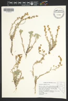 Image of Artemisia papposa