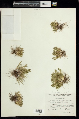 Dissanthelium calycinum subsp. mathewsii image