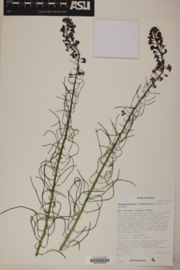 Schoenocrambe linearifolia image