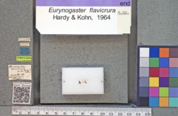 Image of Eurynogaster flavicrura
