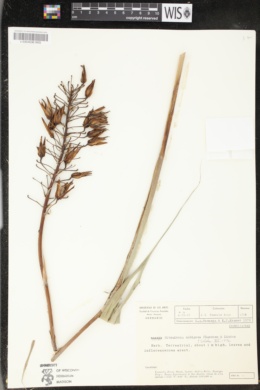 Pitcairnia nubigena image