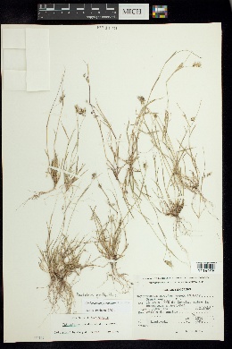 Cathestecum prostratum image