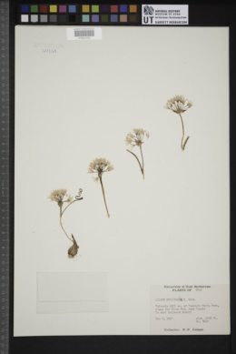 Image of Allium negevense