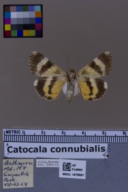 Catocala connubialis image