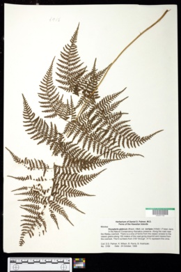 Dryopteris glabra var. soripes image