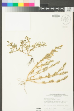 Chenopodium glaucum var. salinum image