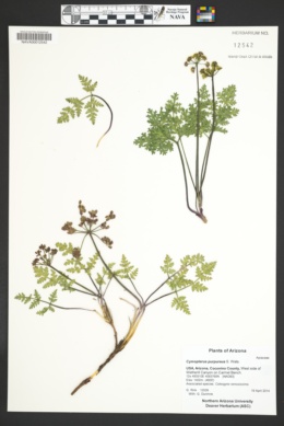 Image of Aulospermum purpureum