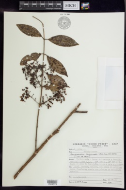 Banisteriopsis parviflora image