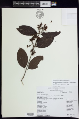 Bronwenia megaptera image