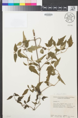 Image of Clematis ligusticifolia