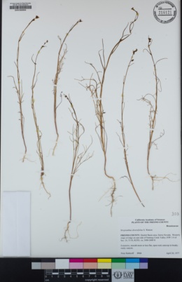 Streptanthus diversifolius image