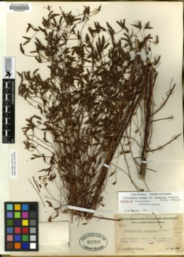 Cordylanthus rigidus subsp. involutus image