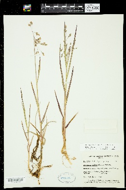 Colpodium fulvum image