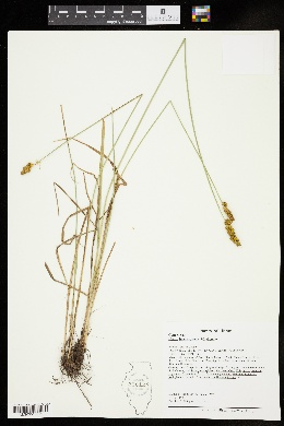 Carex brachyglossa image