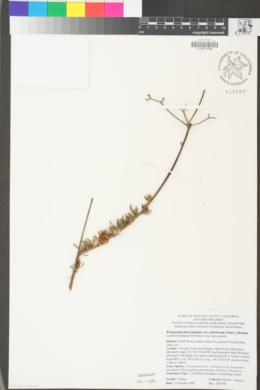 Eriogonum fasciculatum image
