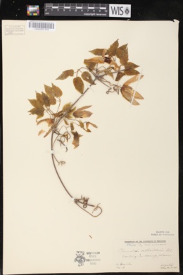Clematis occidentalis var. occidentalis image