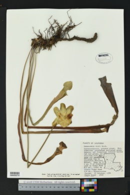 Image of Sarracenia alata
