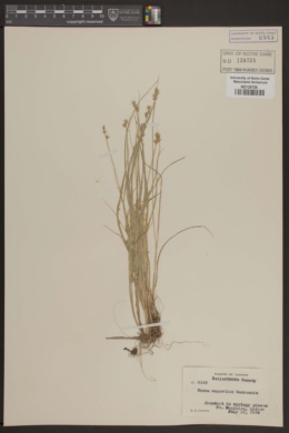 Image of Carex angustior
