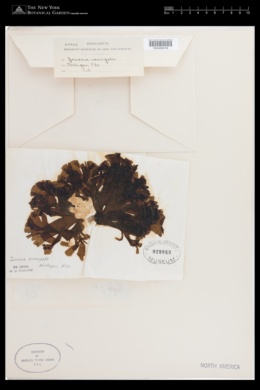 Zonaria variegata image