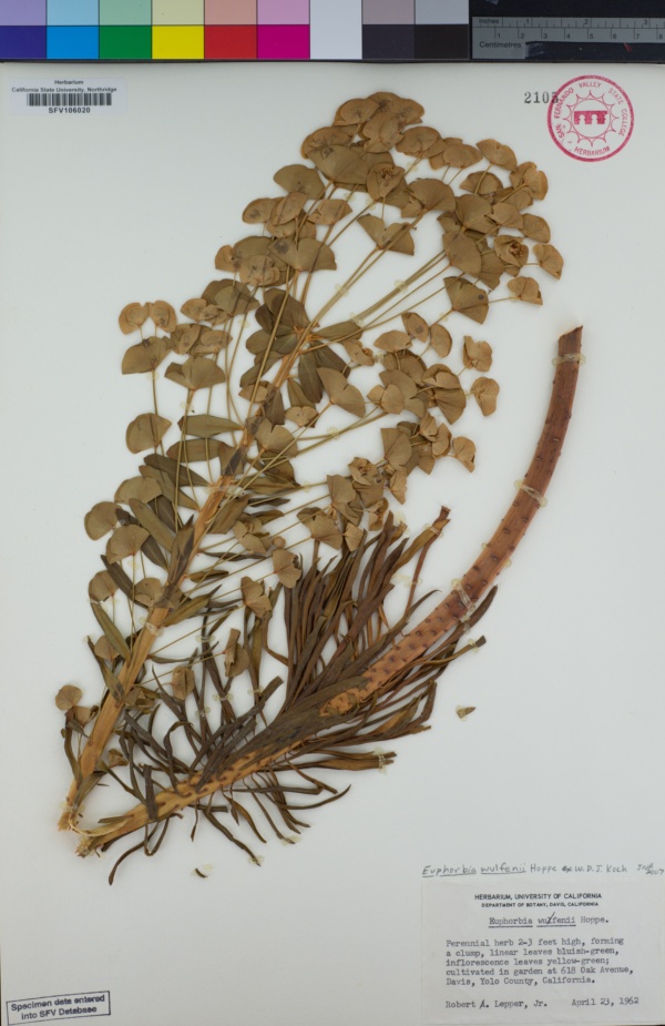 Euphorbia wulfenii image