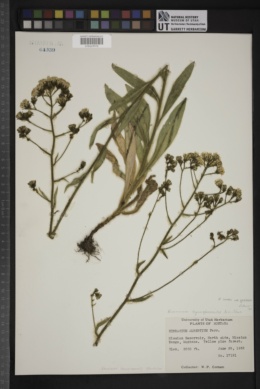 Hieracium scouleri var. griseum image
