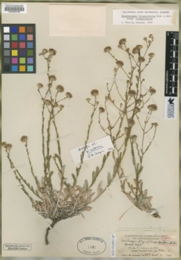 Corethrogyne filaginifolia var. pinetorum image