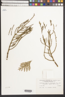 Phoradendron juniperinum subsp. libocedri image