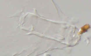 Milnesium reductum image