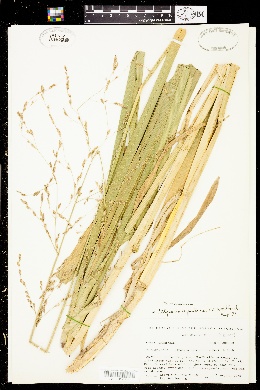 Glyceria spectabilis image
