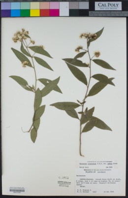 Vernonia canescens var. pilata image
