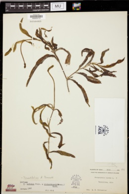 Potamogeton × rectifolius image