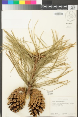 Pinus attenuata image