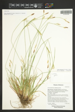 Carex arizonica image
